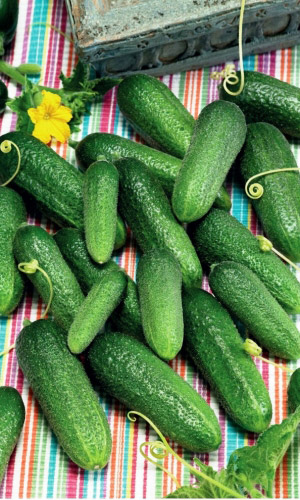 Огурец Ацтеки и Майя-корнишон F1 (УД) 8 шт цв.п