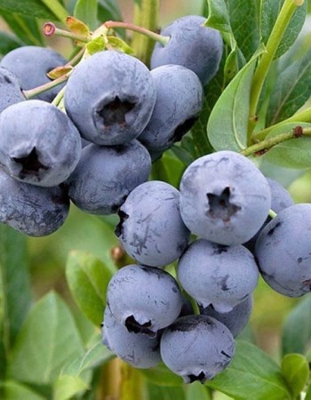 Голубика высокорослая Голдтраубе