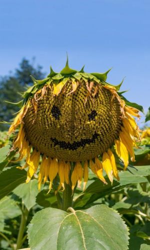 Подсолнечник Диво Дивное (УД) 5 гр цв.п.