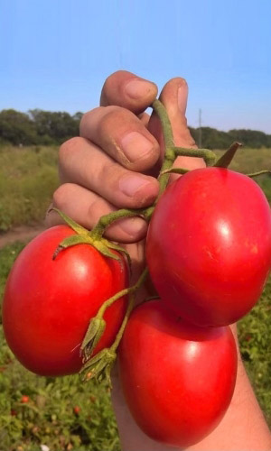 Томат Непасынкующийся Сливовидный (УД) 20 шт цв.п