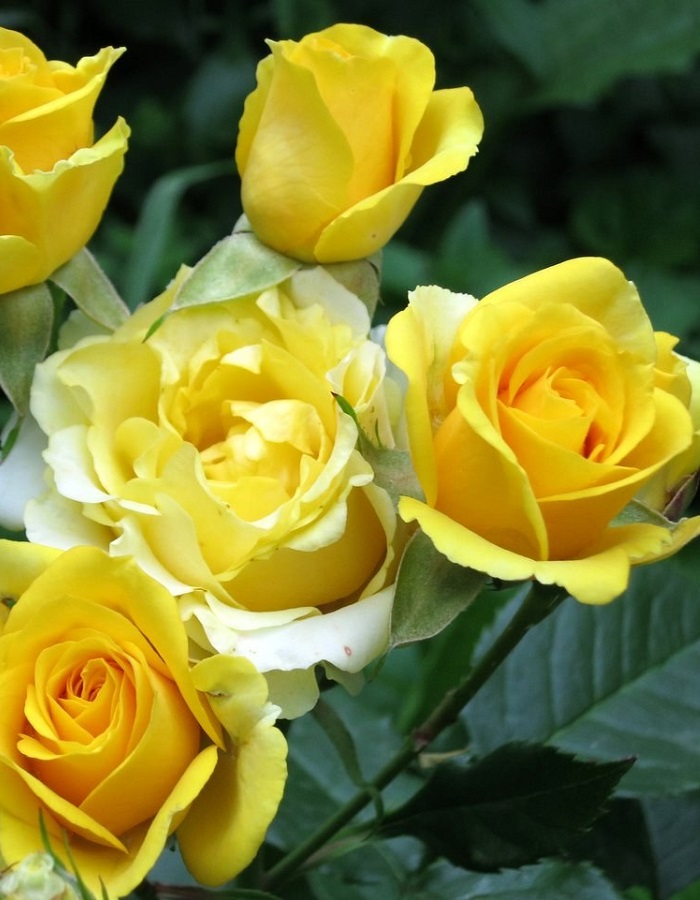 

Роза спрей Золотые купола