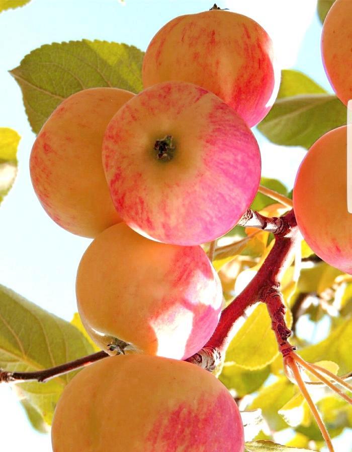 

Яблоня Серебрянное копытце