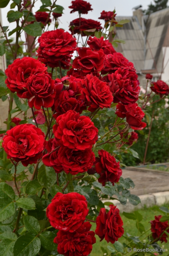 

Роза плетистая Мессир Дельбар