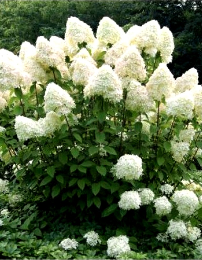 

Гортензия метельчатая Грандифлора ASF 1 шт Р9