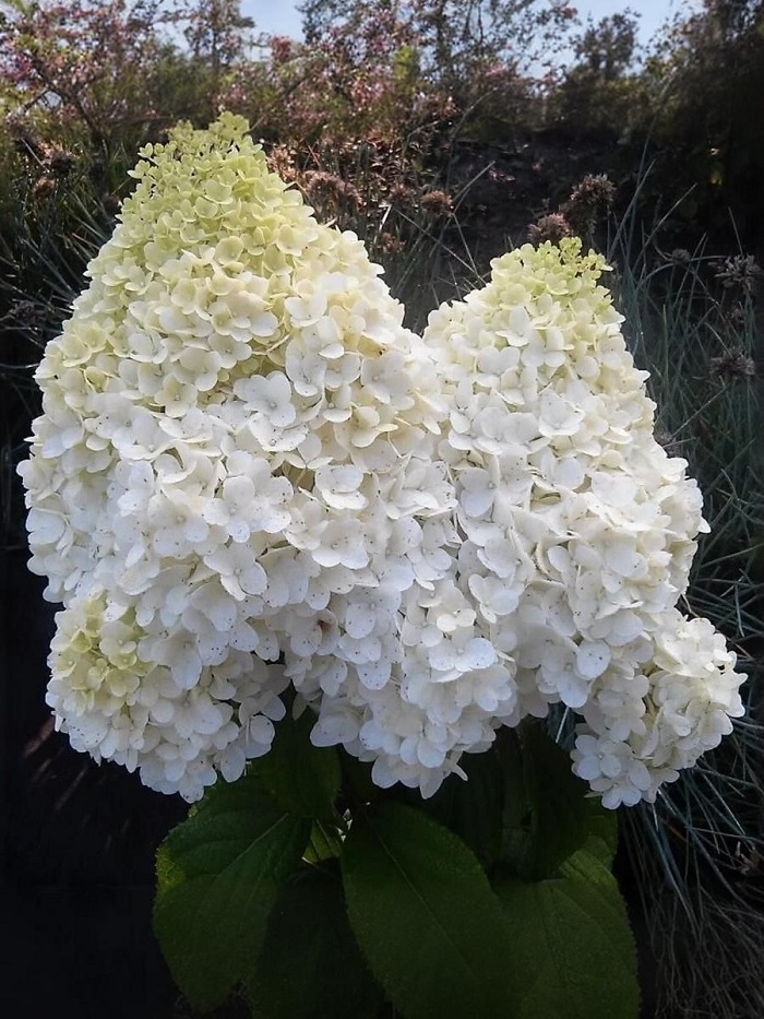 

Гортензия метельчатая Диамантино 1 шт Р9