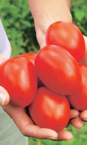 Томат Испанский Гигант 20 шт (УД) цв.п