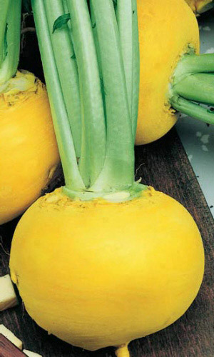 Репа Золотой Шар (Голден Болл) (УД) 0,25 гр цв.п.