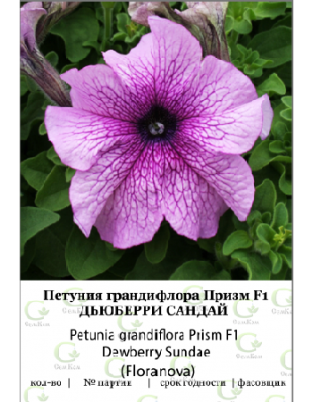

Петуния грандифлора Призм Дьюберри Сандай 100др (Fioranova)