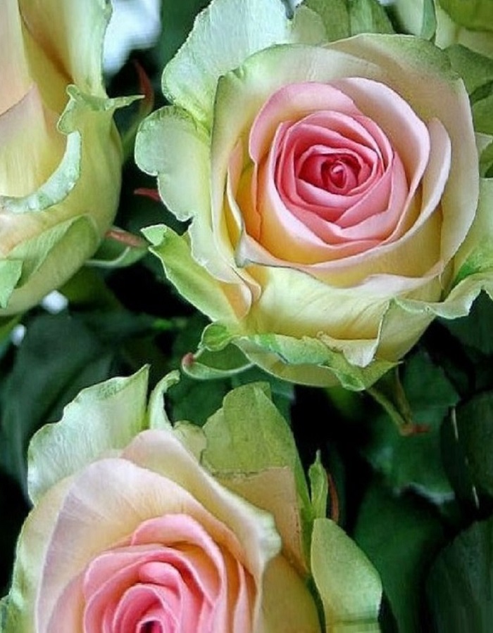 Роза чайно-гибридная Дансинг Квин 1 шт роза квин оф шведен кристина д остин кустарниковая
