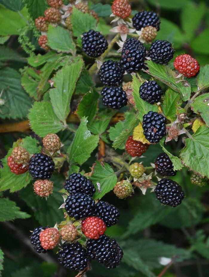 

Ежевика бесшипая Навахо