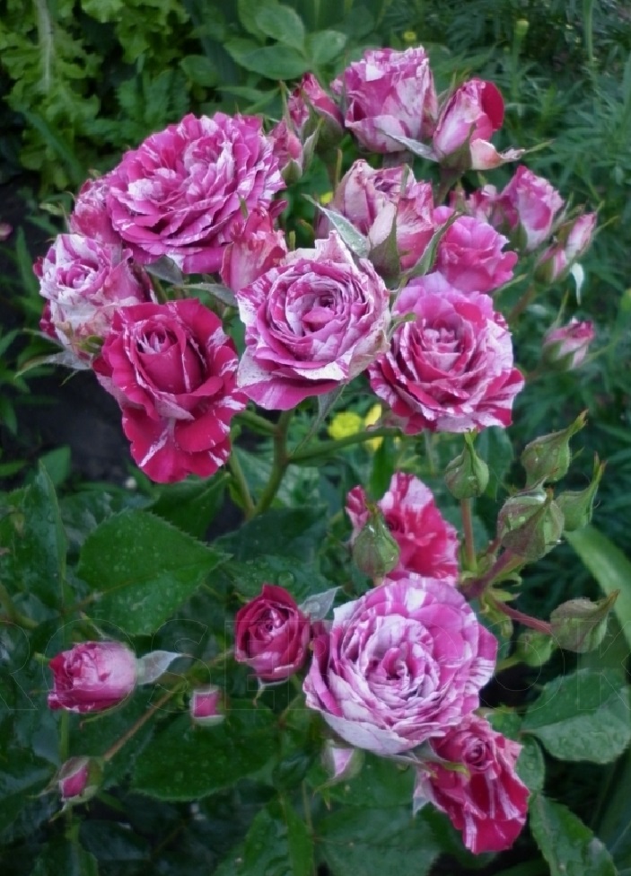 Роза бордюрная Эроу фолиус 1 шт роза бордюрная d15