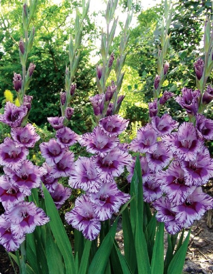 

Гладиолус Пассос