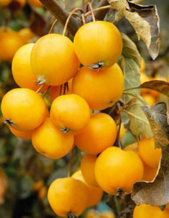 

Яблоня Китайка Золотая ранняя