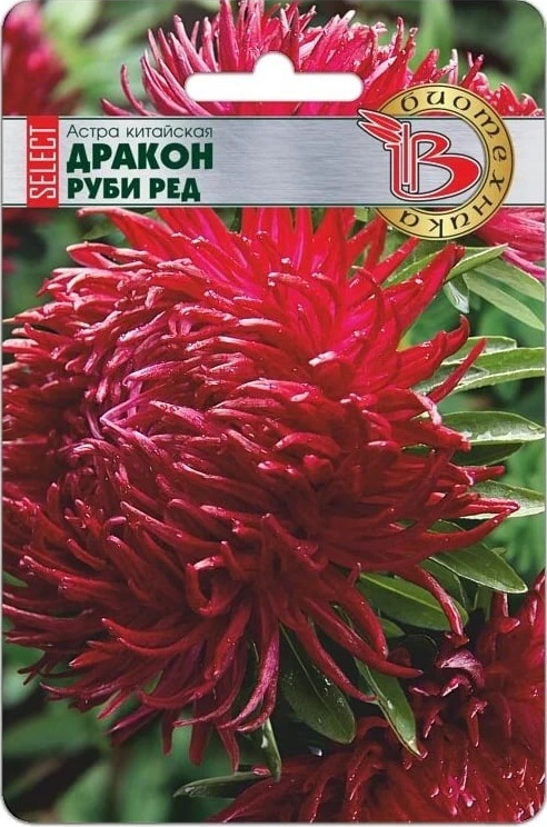 Астра Дракон селект Руби Ред 30 шт