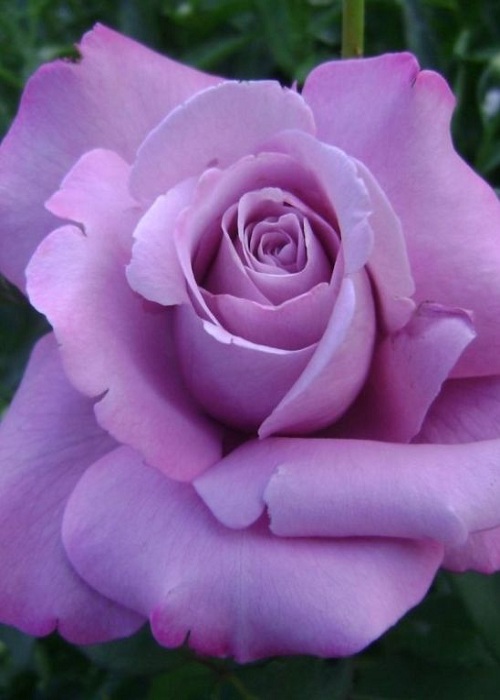 Роза чайно-гибридная Майзер 1 шт ЗКС - Розы, Чайно-гибридные, арт: 5991