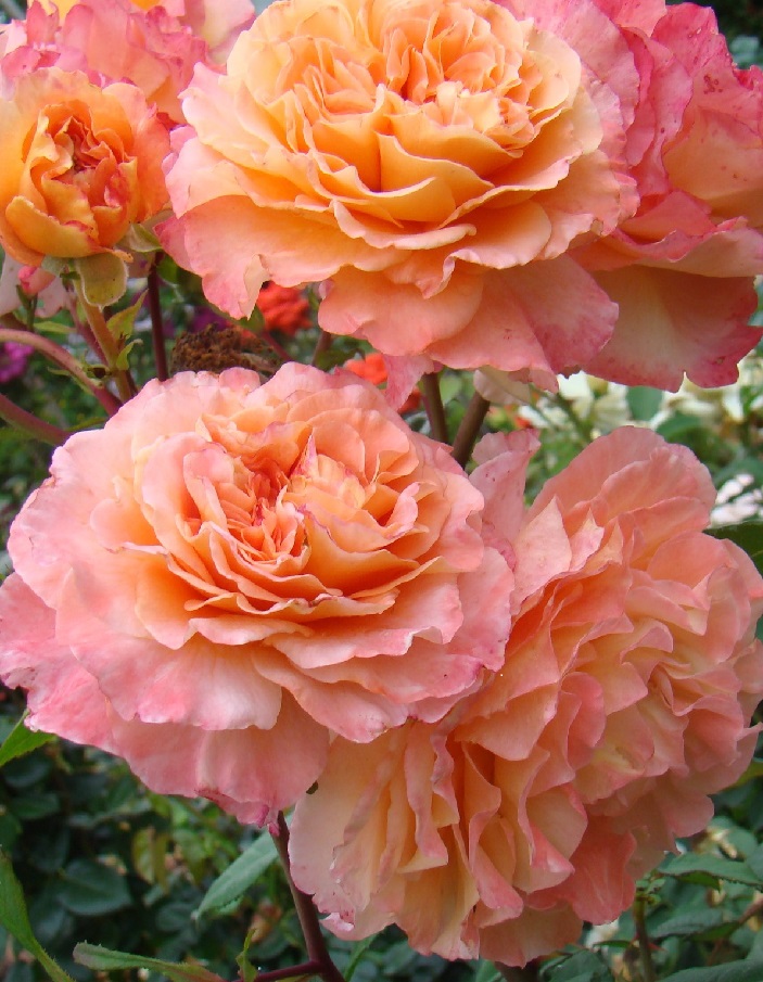 Роза кустовая Августа Луиза 1 шт роза кустовая эмильен гийо 1 шт