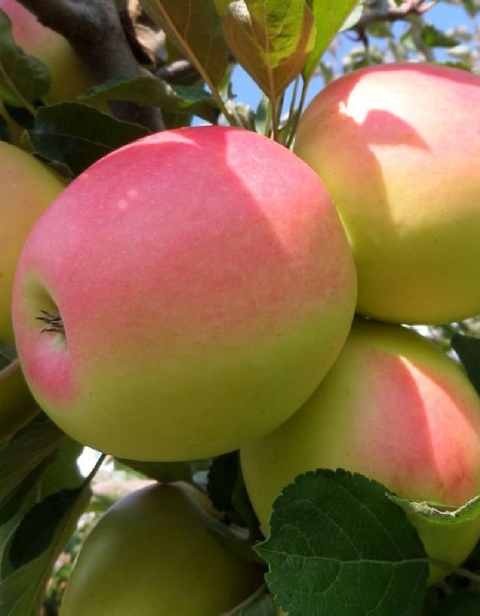 

Яблоня Синап Северный