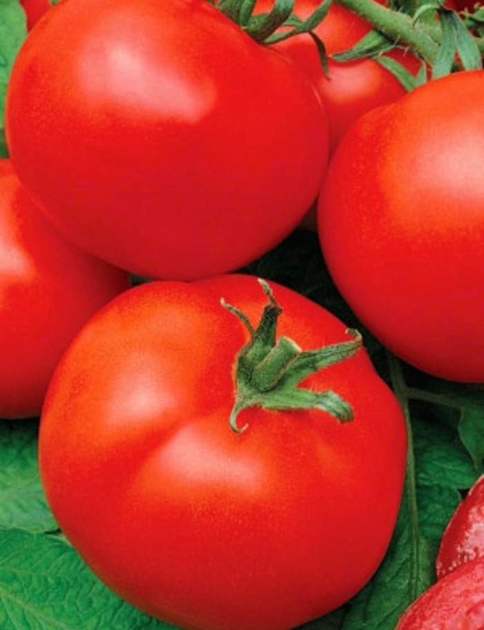 Томат Кадриль F1 (УД) 12шт цв.п семена томат марина f1 12шт
