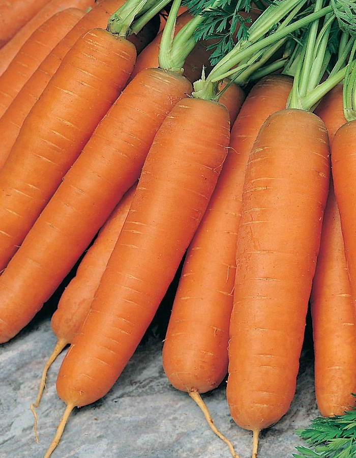 Морковь Балтимор F1 0,3 гр цв.п. цена и фото