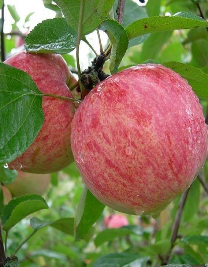 спелов яблоня коричное полосатое 2 3 года c15 зкс Яблоня Коричное полосатое (3 года) 1 шт
