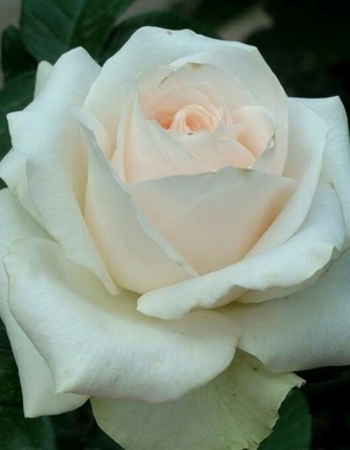Роза чайно-гибридная Океан Клер 1 шт роза английская клер остин 1 шт