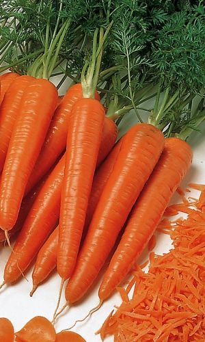 Морковь Тушон 2 гр цв.п