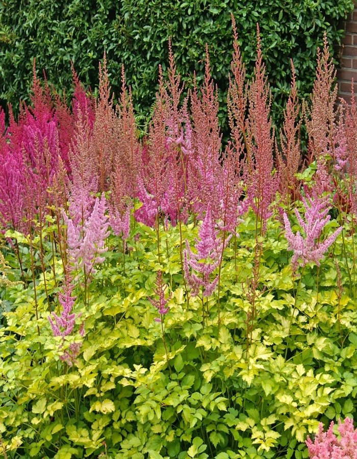 

Астильба гибридная Лайм Бьюти оф Лиссе 1 шт