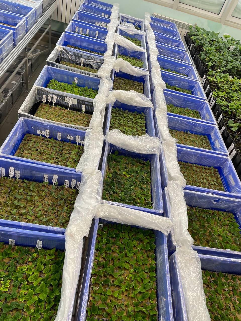 Новая партия черенков