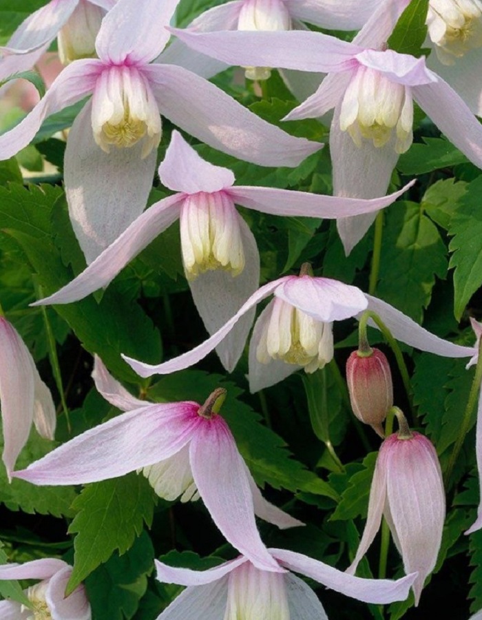 

Клематис Альпийский Вилли 1 шт Р9