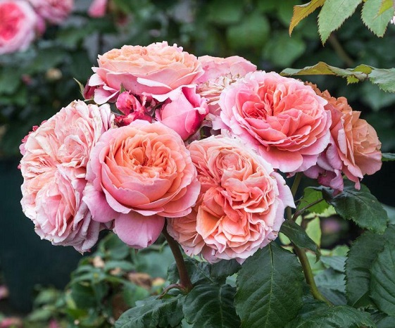 Роза спрей Бабушка Мэри