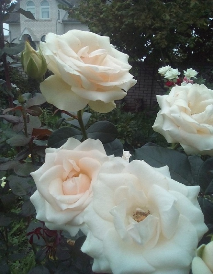 Роза чайно-гибридная Ла Перла 