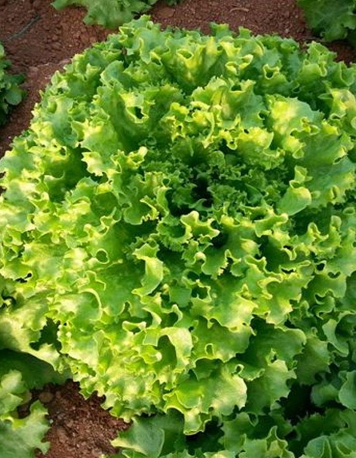 Салат Букет 1 гр. цв.п семена салат кримсон 0 1 гр