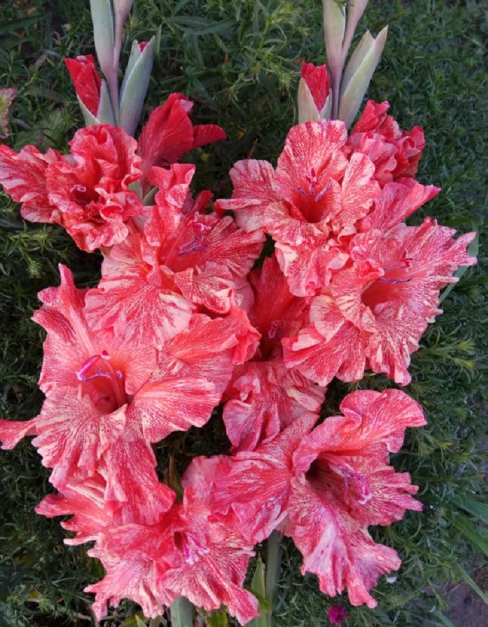 

Гладиолус Муаровый Иней 1 уп. (3 шт.)