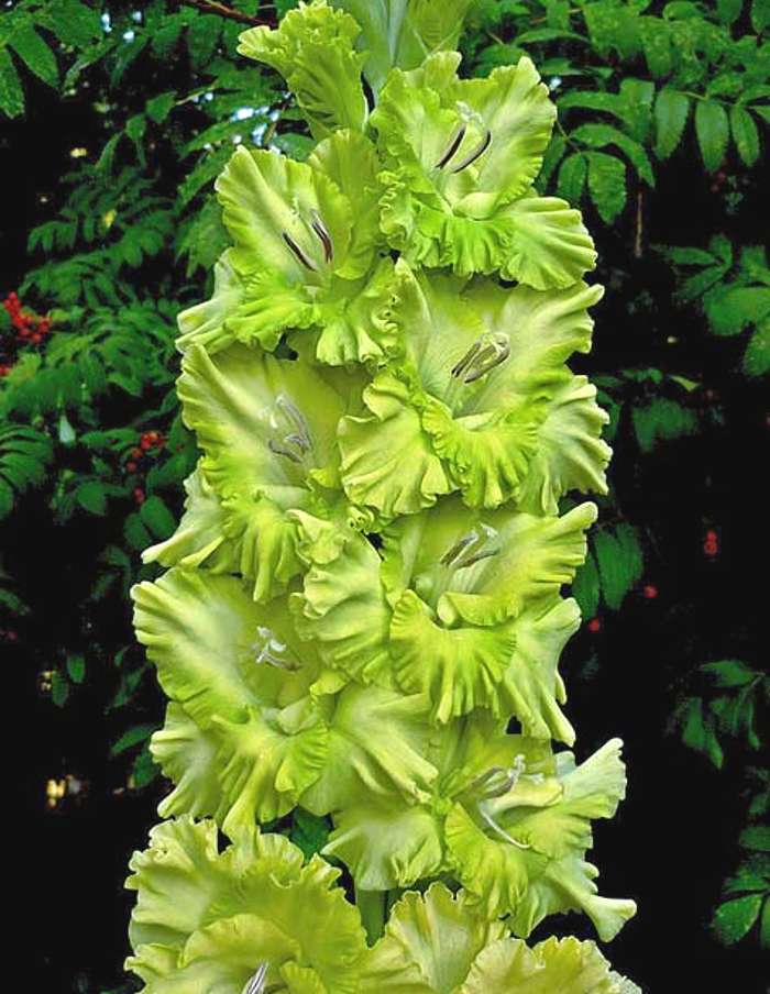 

Гладиолус Йода 1 шт