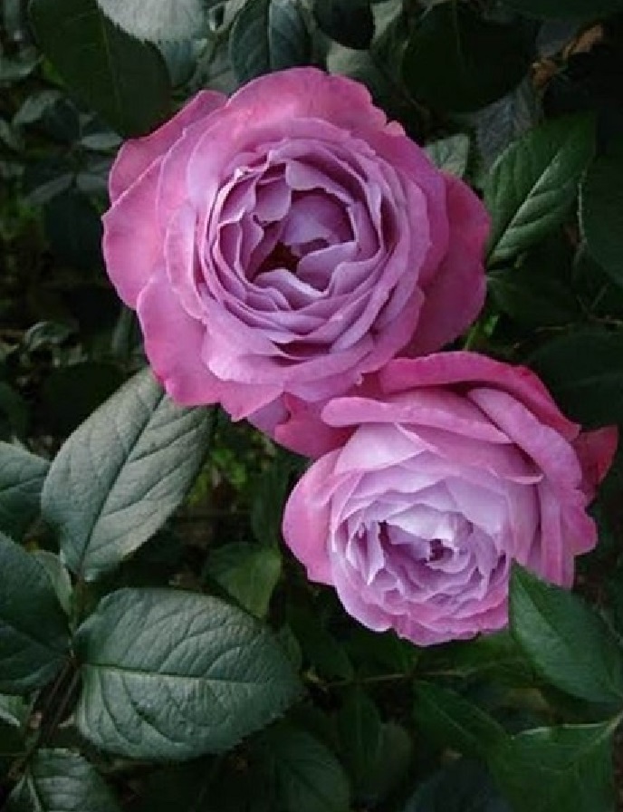Роза чайно-гибридная Блю Ривер 1 шт роза миднайт блю викс