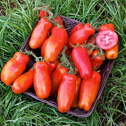 Томат Санькина любовь УД 12 шт цв.п (Симбиоз)