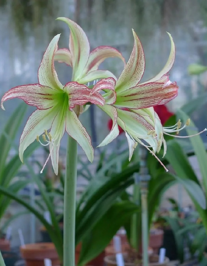 

Амариллис Эмеральд