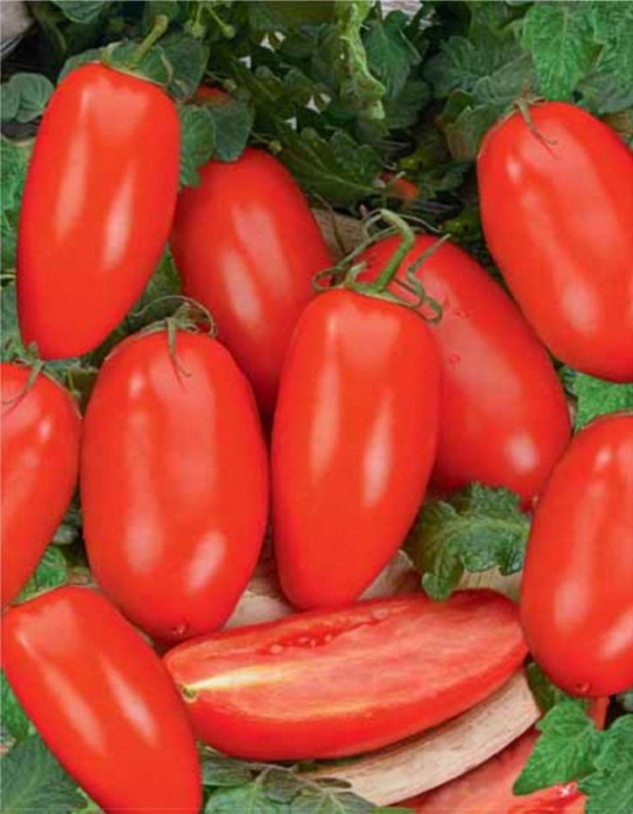 Томат Станичник 0,1 гр цв. п. томат летний сад f1 0 05 гр цв п