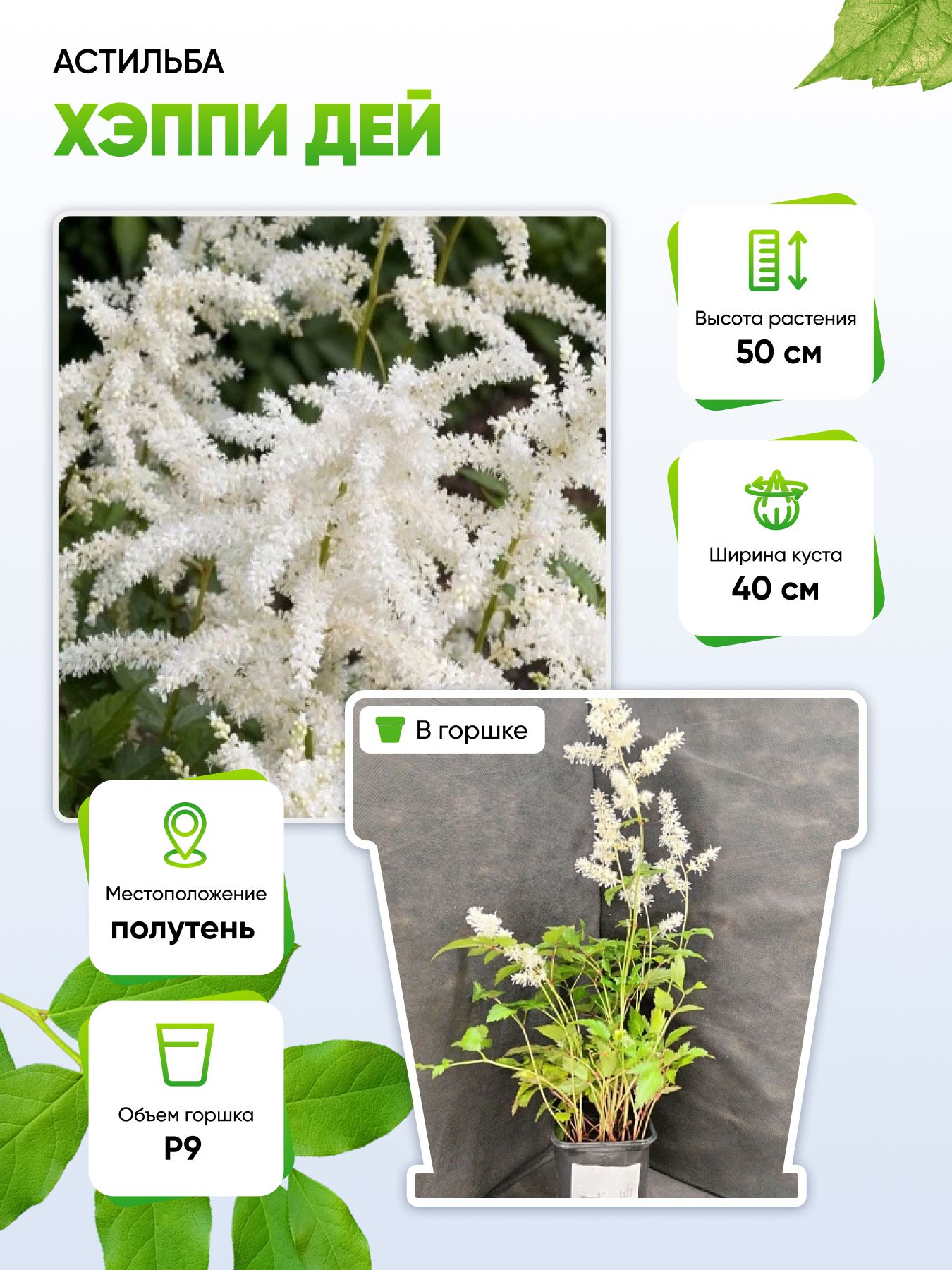 

Астильба Хэппи дей 1 шт Р9