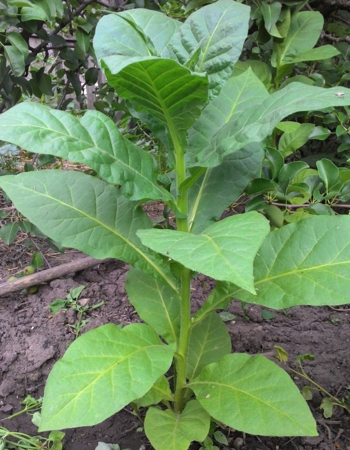 Табак Вирджиния 202 (УД) б.п. 0,01 гр семена табак курительный вирджиния 0 01 г