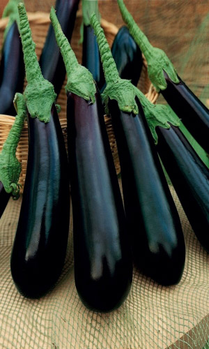 Баклажан Длинный Фиолетовый (УД) 20 шт цв.п.