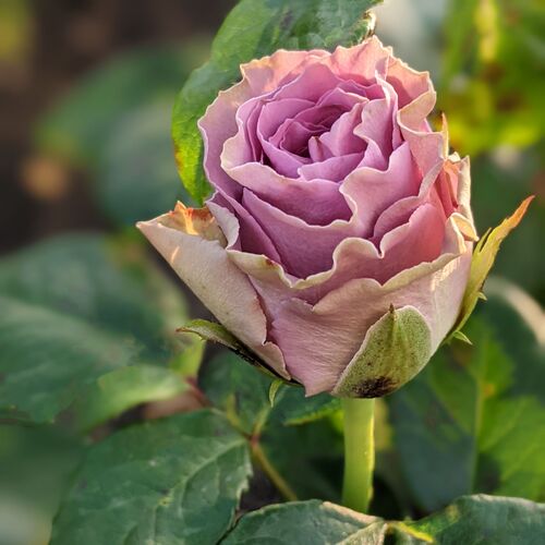 Роза чайно-гибридная Византия 