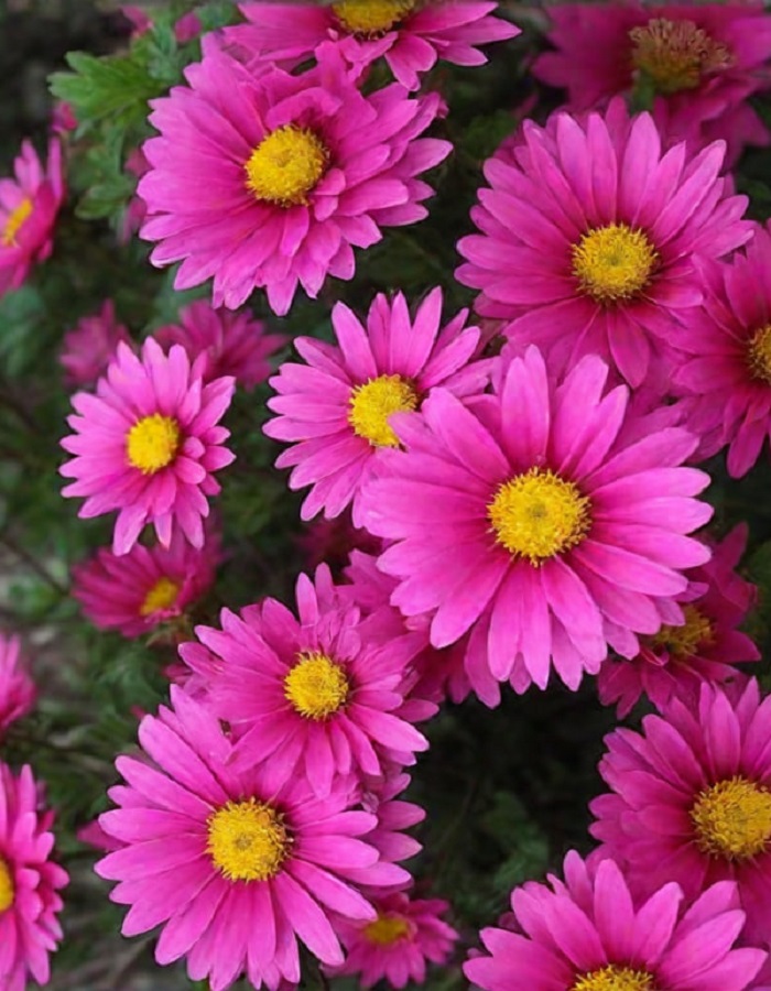 Астра Розенвихтель 359₽