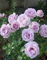 Роза кустовая Сандра Ренесанс