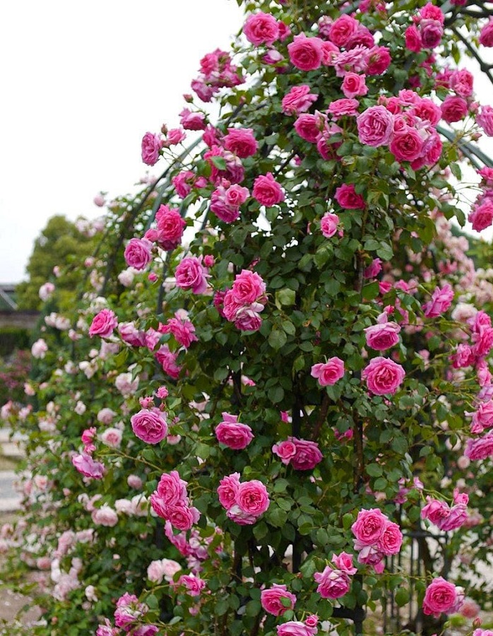 

Розы плетистые в ассортименте