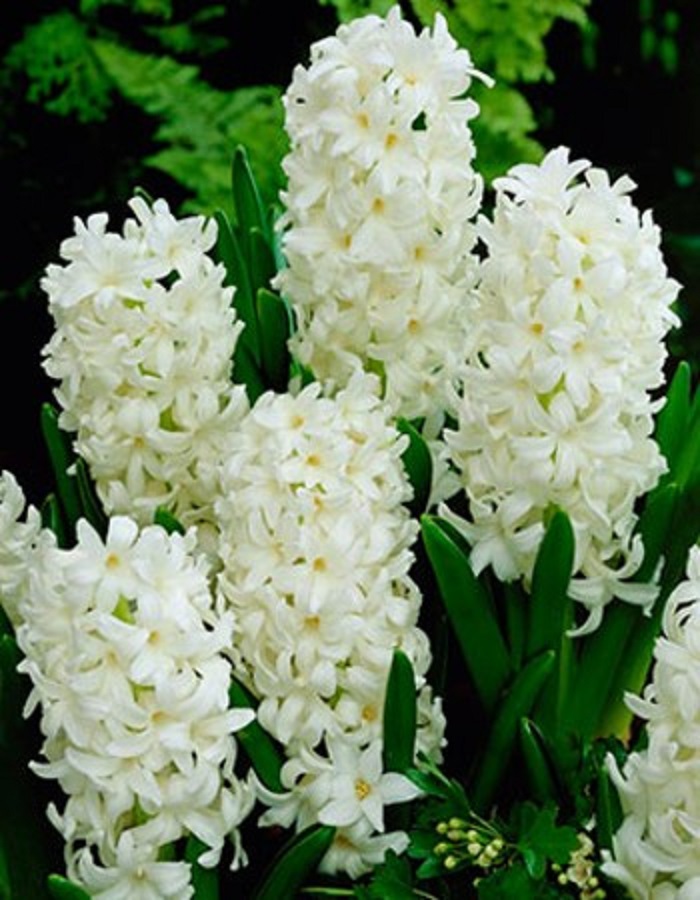 Гиацинт Карнеги 1 уп. (2 шт.) 