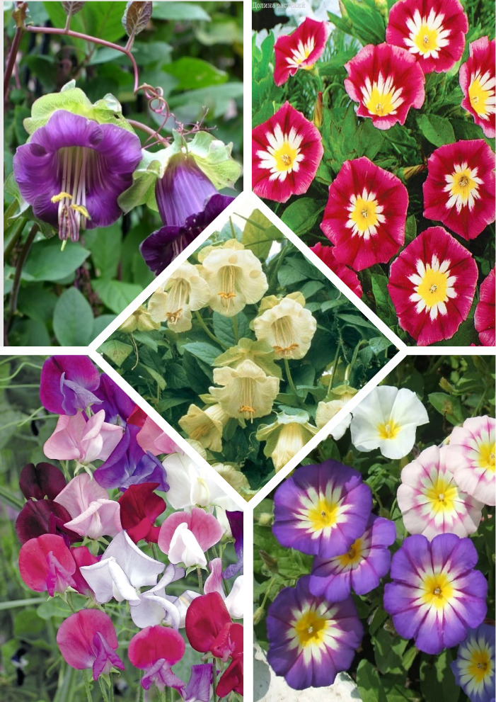 Набор цветочная смесь Вьющиеся растения 15 пакетов семена газонная смесь цветочная симфония