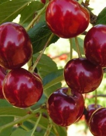 Вишня Живица (Prunus cerasus) 1 шт ЗКС - Плодовые, Вишня, арт: 4684