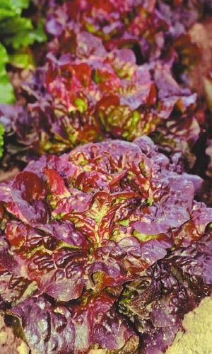 Салат Вишневая дымка (УД) 0,25 гр цв.п