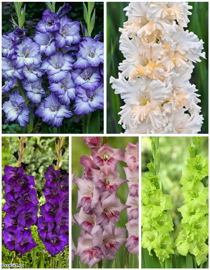 

Микс гладиолусов голландской селекции Многоцветие 5 шт.